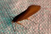 Crassa unitella