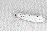 Yponomeuta evonymella