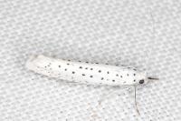Yponomeuta evonymella