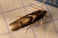 Blastobasis adustella