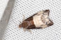 Notocelia cynosbatella