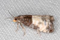 Notocelia cynosbatella