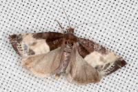 Notocelia cynosbatella