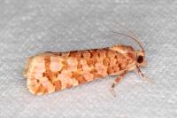Lozotaeniodes formosana