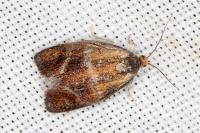 Ptycholoma lecheana