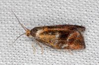 Ptycholoma lecheana