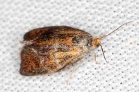 Ptycholoma lecheana