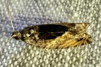 Epinotia nisella
