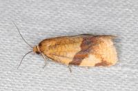 Zelotherses ferugana