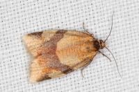 Zelotherses ferugana