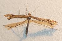 Amblyptilia acanthadactyla