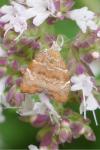 Choreutis nemorana