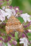 Choreutis nemorana