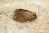 Heterogenea asella