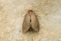 Heterogenea asella