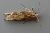 Eucosma