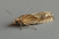Eucosma