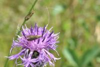 Nemophora metallica