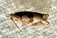 Rhopobota naevana