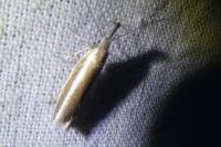 Pleurota aristella