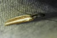 Pleurota aristella