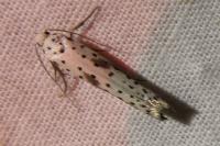 Yponomeuta irrorella