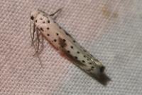 Yponomeuta irrorella