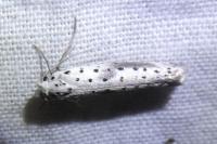 Yponomeuta irrorella