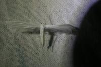 Pterophorus pentadactylus