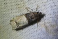 Notocelia roborana