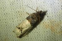 Notocelia roborana