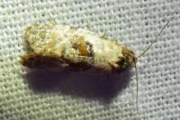Neocochylis molliculana