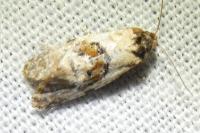 Neocochylis molliculana