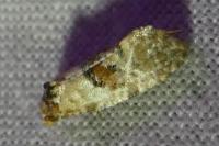 Neocochylis molliculana