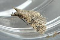 Alucita hexadactyla