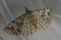 Alucita hexadactyla