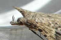 Alucita hexadactyla