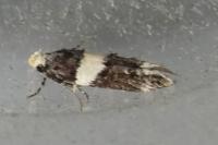 Recurvaria leucatella