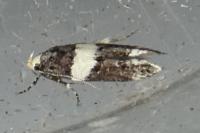 Recurvaria leucatella