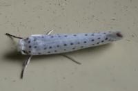 Yponomeuta evonymella