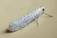 Yponomeuta evonymella