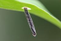 Coleophora saponariella
