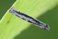 Coleophora saponariella
