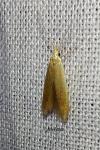 Coleophora flavipennella