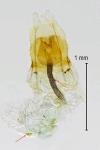 Coleophora flavipennella