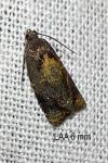Ditula angustiorana