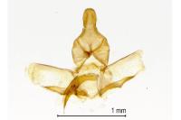 Ditula angustiorana