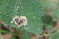 Stigmella plagicolella