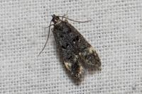 Dichomeris alacella