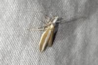Pleurota aristella